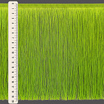 FRANJA FINA LISA 19,8cm VERDE LIMA 10m